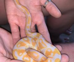 Lavender Albino Ball Python available