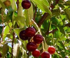 Arboles frutales venta, planta de capuli
