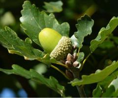 Nuez de arbol, Oak, plantas exoticas para todo Ecuador