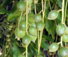 Planta macadamia, cultivo de macadamia