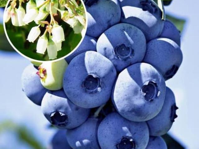 Arbusto de arandanos, arandanos en maceta, arandano blueberry