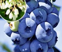 Arbusto de arandanos, arandanos en maceta, arandano blueberry