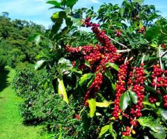 Planta del cafe, arbol del cafe, planta cafeto de jardín