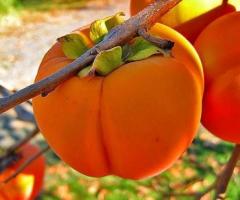 Planta de persimon, arbol del caqui fruta, venta y envios en Ecuador